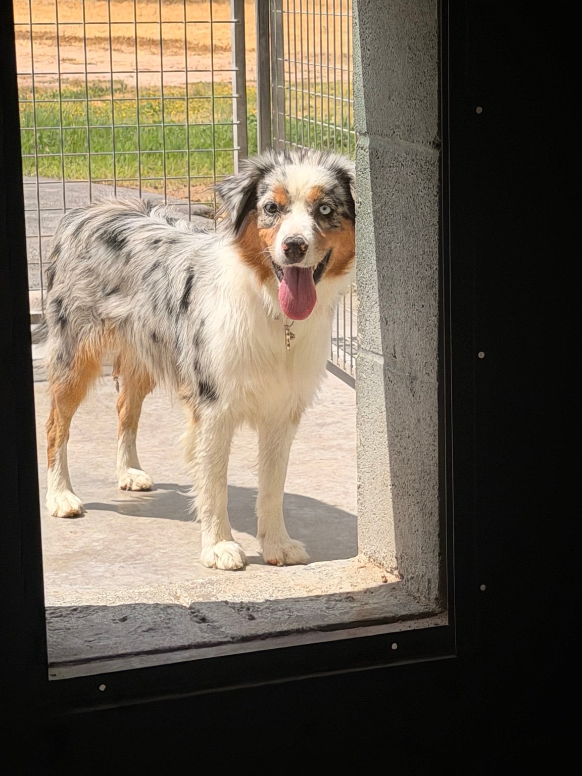 vibe collective lighthouse initiative australian shepherd
