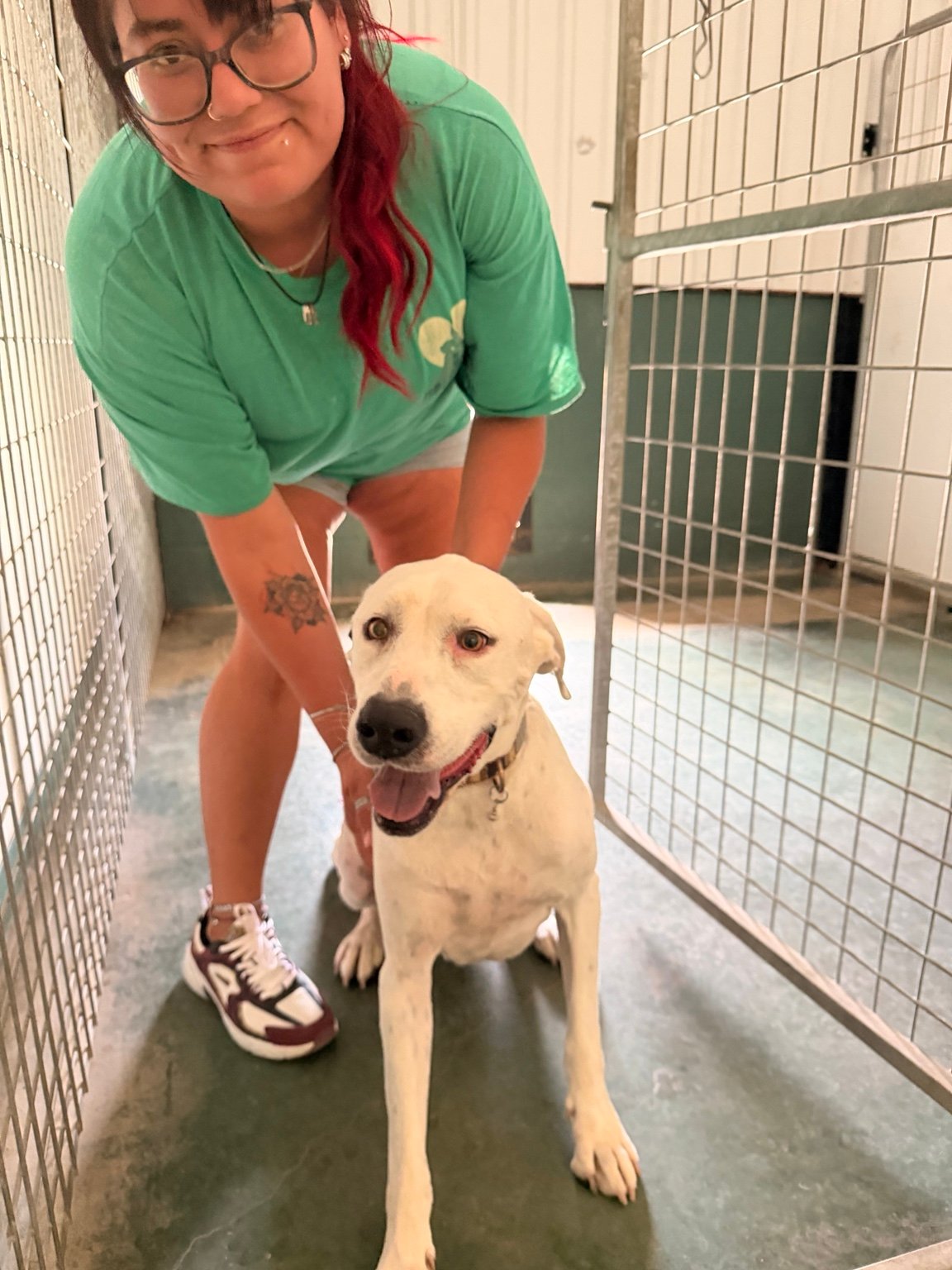 vibe collective lighthouse initiative happy shelter dog