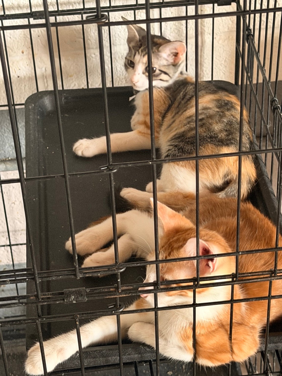 vibe collective lighthouse initiative shelter cats
